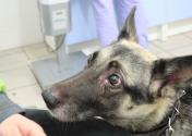 Синдром Кушинга у собак: причины, симптомы и лечение Заболевания надпочечников у собак
