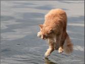 Как приучить кошку к воде